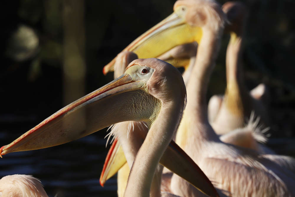 Ein verstorbenes Tier gilt derzeit als Verdachtsfall für die Geflügelpest. (Foto: Ida Jaag/Zoo Karlsruhe)