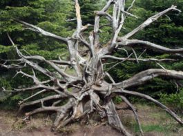 Symbolbild Sturm Wald Baum (Foto: Pixabay/Gaby Stein)