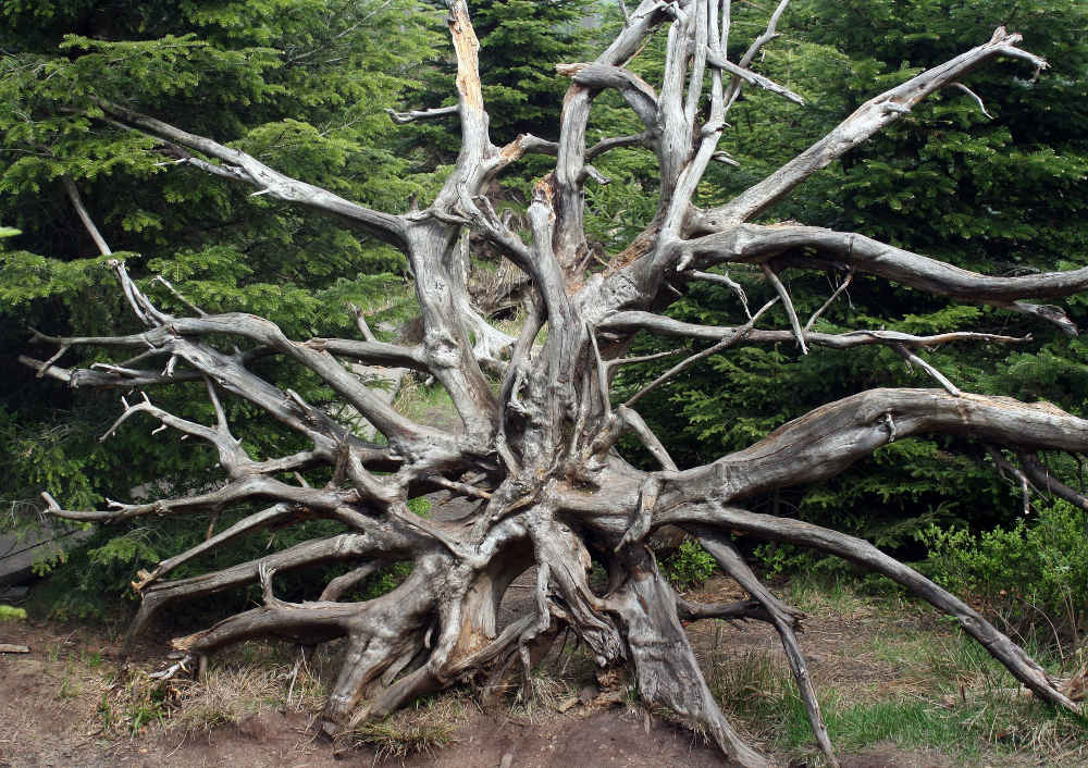 Symbolbild Sturm Wald Baum (Foto: Pixabay/Gaby Stein)