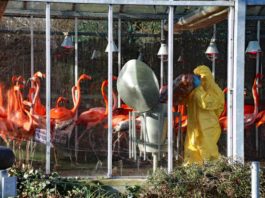 Die rund 700 im Zoo Karlsruhe gehaltenen Vögel sind derzeit auf 25 Einheiten aufgeteilt und werden unter Einhaltung höchster Biosicherheitsmaßnahmen versorgt. Auf dem Bild ist Tierpfleger Dennis Zander zu sehen, der die Kubaflamingos füttert. (Foto: Timo Deible/Zoo Karlsruhe)