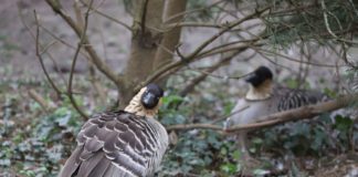 Zwei verstorbene Hawaiigänse im Zoo Karlsruhe gelten ebenfalls als Verdachtsfälle (Foto: Timo Deible/Zoo Karlsruhe)