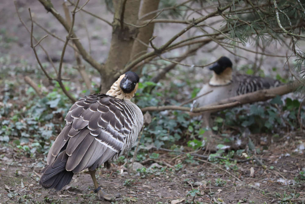 Zwei verstorbene Hawaiigänse im Zoo Karlsruhe gelten ebenfalls als Verdachtsfälle (Foto: Timo Deible/Zoo Karlsruhe)