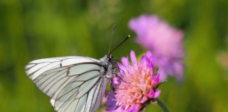 Baumweißling auf Scabiose (Foto: Petra Sauter)