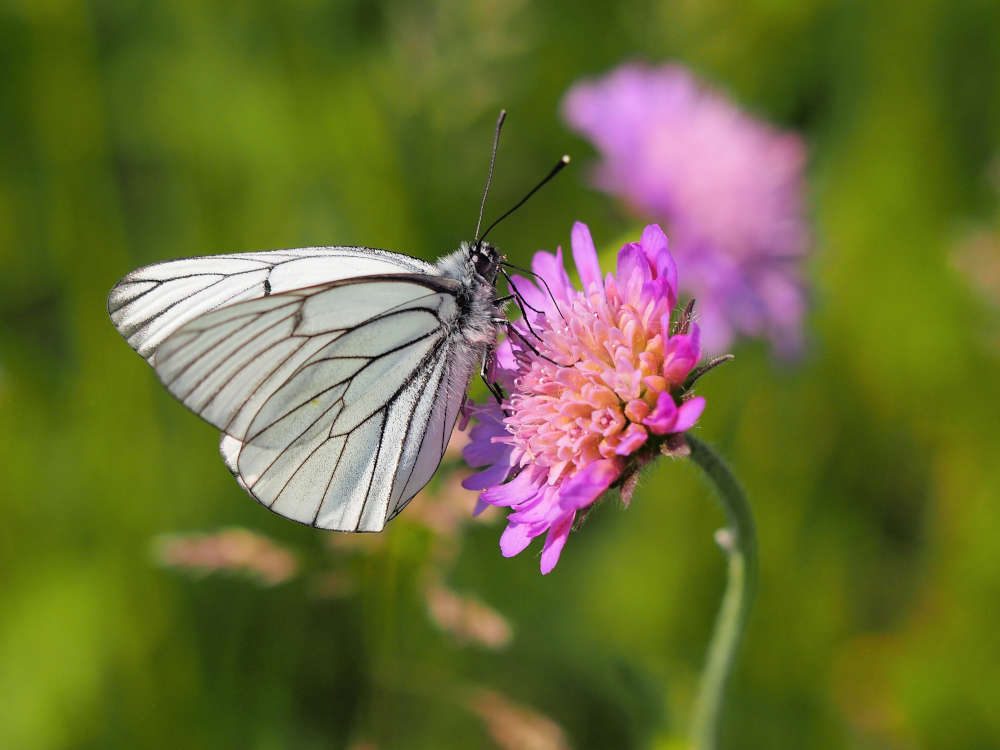 Baumweißling auf Scabiose (Foto: Petra Sauter)