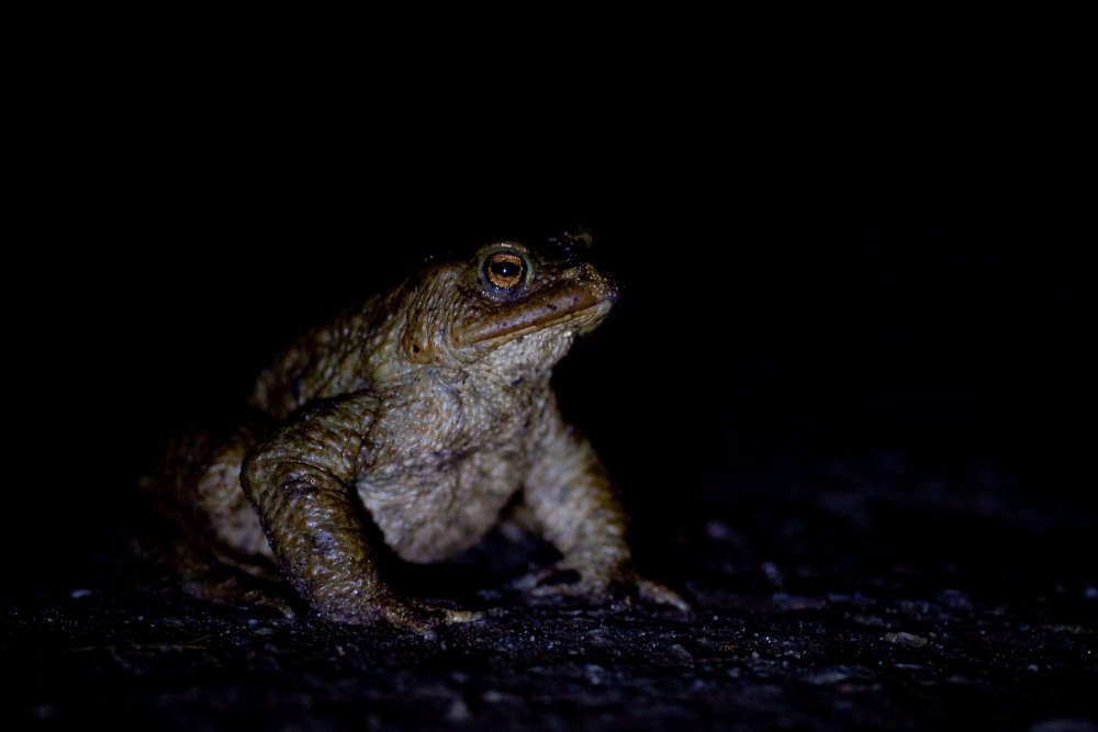 Eine Erdkröte auf der nächtlichen Wanderung zum Laichgewässer. (Foto: Jan Ole Kriegs)