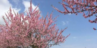 Die Pfalz bietet eine ganze Menge Highlights über das ganze Jahr verteilt. Kein Ereignis jedoch wird derart herbeigesehnt wie die Mandelblüte, die im März oder April die gesamte Region nicht nur in ein zauberhaft luftiges rosa Kleid hüllt, sondern damit auch das Ende der kalten, winterlichen Jahreszeit markiert. (Foto: Christina Ihrlich)