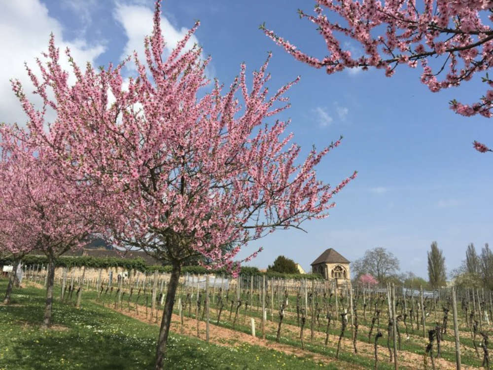 Die Pfalz bietet eine ganze Menge Highlights über das ganze Jahr verteilt. Kein Ereignis jedoch wird derart herbeigesehnt wie die Mandelblüte, die im März oder April die gesamte Region nicht nur in ein zauberhaft luftiges rosa Kleid hüllt, sondern damit auch das Ende der kalten, winterlichen Jahreszeit markiert. (Foto: Christina Ihrlich)