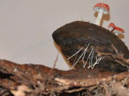 Das Pilzgeflecht ist mit dem Wurzelgeflecht eines Baumes verwoben. (Foto: Pfalzmuseum für Naturkunde)