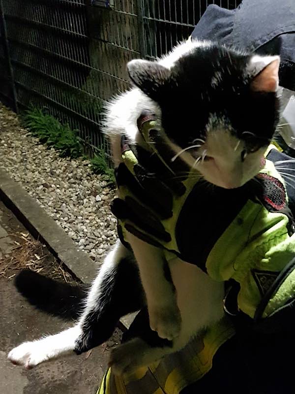 Die aufgefundene Katze (Foto: Feuerwehr Neustadt)