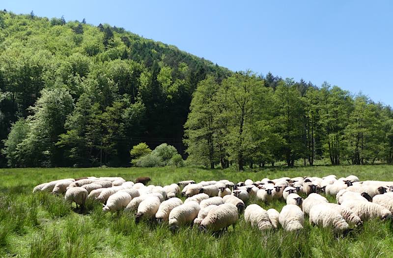 Transportieren in ihrem Fell Samen und kleine Tiere und vernetzten so Biotope: Weidende Schafe, hier bei Bobenthal (Foto: Biosphärenreservat)