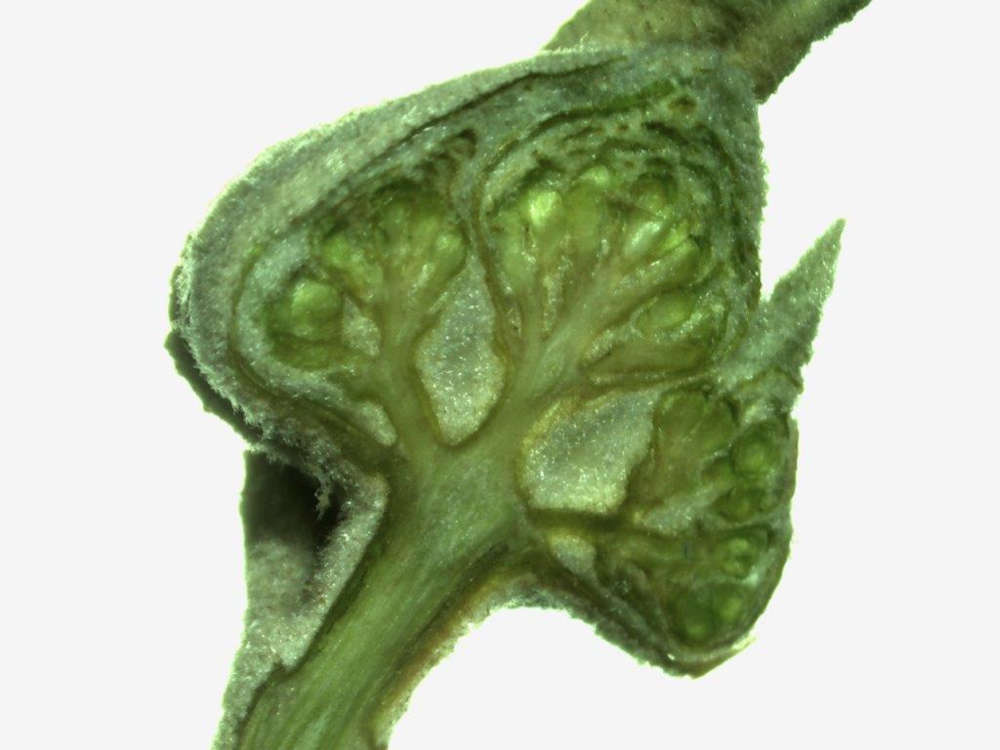 Querschnitt durch eine Blütenknospe des Wolligen Schneeballs (Foto: Pfalzmuseum für Naturkunde)