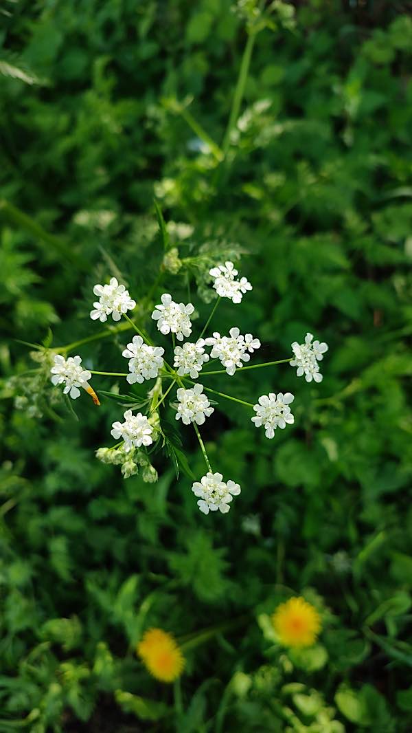 Wiesenkerbel blüht aktuell als erster Vertreter der Doldenblütler. (Foto: LWL/Mohr)