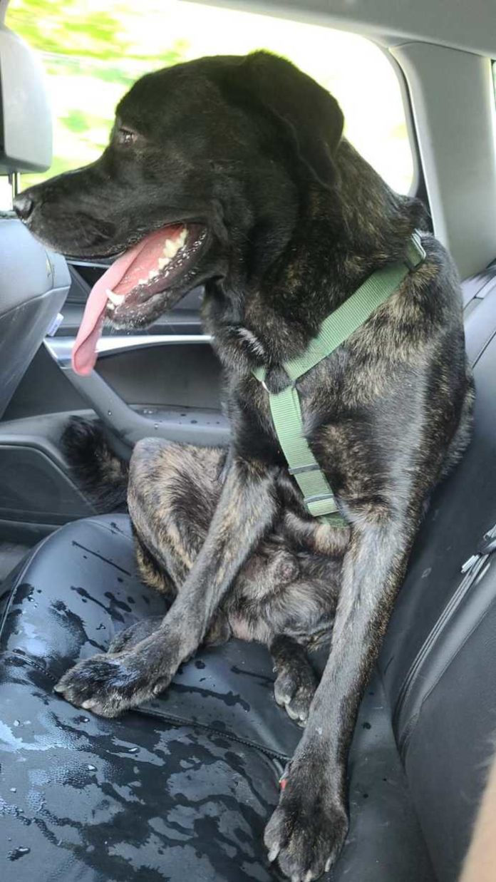 Entlaufener Hund