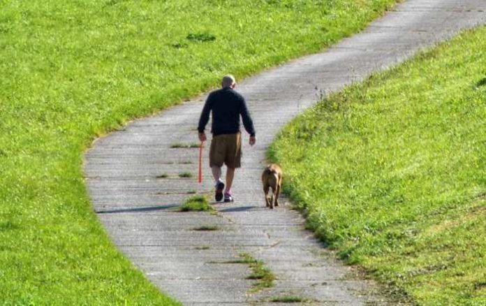 Symbolbild, Gassi gehen, Hund, ohne Leine, Weg, Wiese, Sonnig © on Pixabay