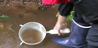 Entdeckertour im Wasser – was man hier wohl alles findet?! ​ (Foto: Pfalzmuseum für Naturkunde)