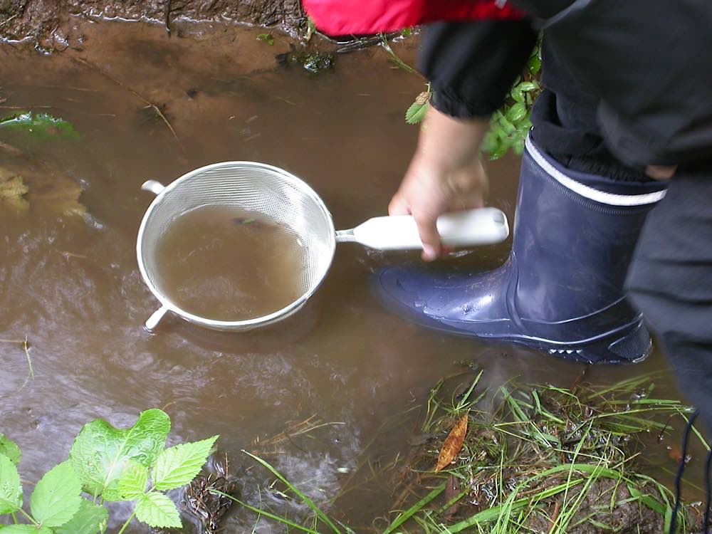 Entdeckertour im Wasser – was man hier wohl alles findet?! ​ (Foto: Pfalzmuseum für Naturkunde)