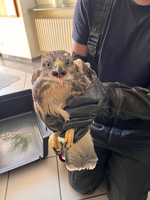 Verletzter Vogel (Foto: Feuerwehr Neustadt)