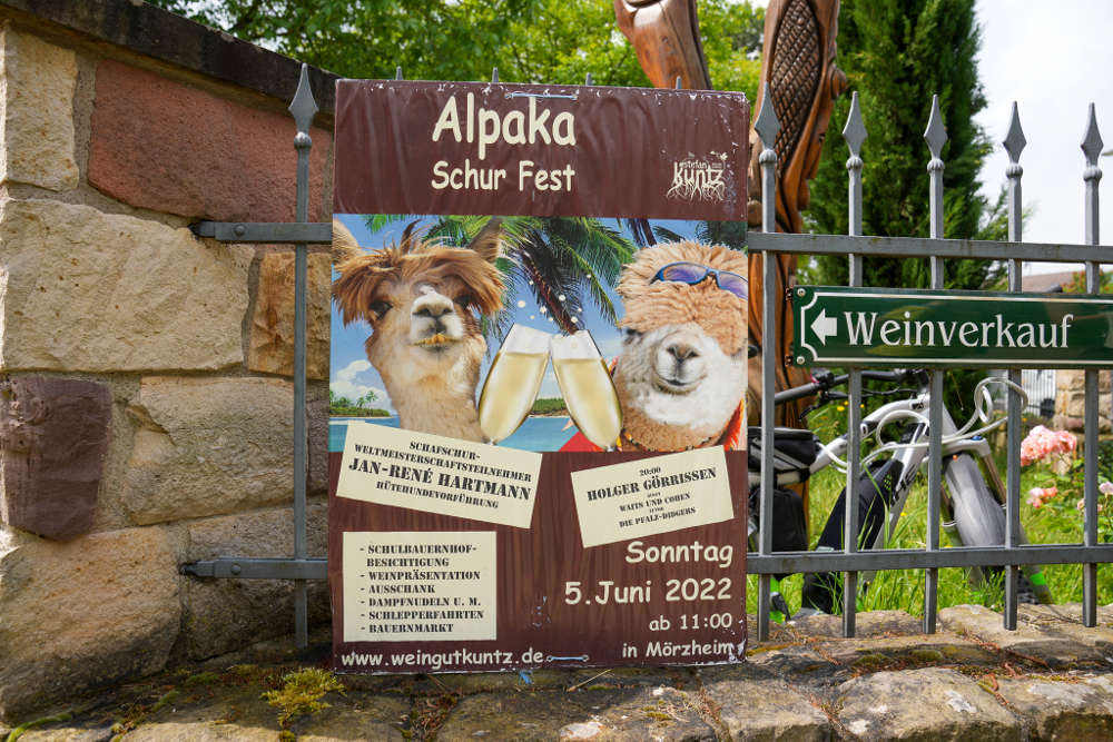 Alpaka Schur Fest Landau Mörzheim 2022 (Foto: Reinhard Schnell)