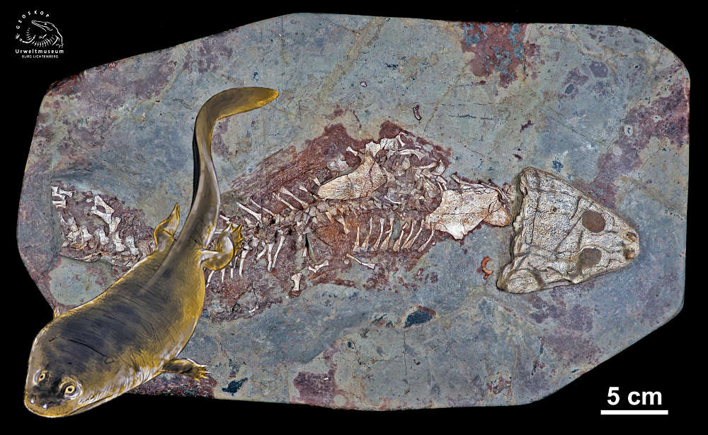 Trypanognathus remigiusbergensis – Kuseler Ur-Amphibie mit weltweit einzigartigem Gebiss-Typ. (Foto: Urweltmuseum GEOSKOP)