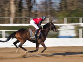 Symbolbild Pferde Rennsport Galopp (Foto: Pixabay/Paul Vom Ehrenberg)