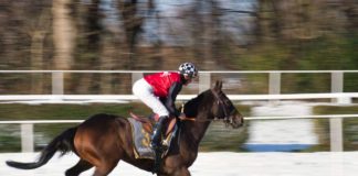 Symbolbild Pferde Rennsport Galopp (Foto: Pixabay/Paul Vom Ehrenberg)