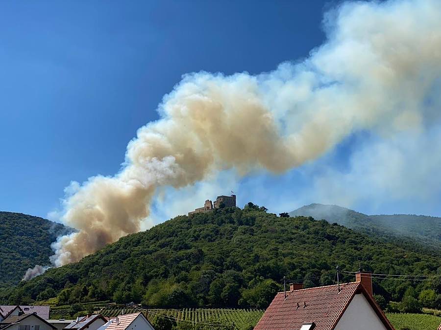 In Flammen standen etwa acht Hektar Wald am südlichen Hang südlich des Hambacher Schlosses (Foto: Stadtverwaltung Neustadt)