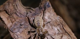 Nosferatu-Spinne im Terrarium (Foto: Jan Fischer)