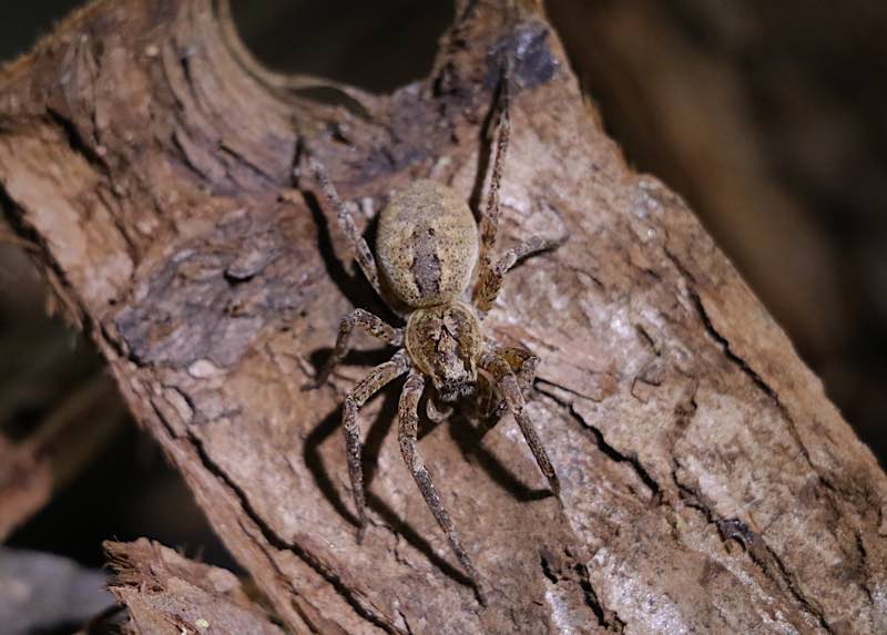 Nosferatu-Spinne im Terrarium (Foto: Jan Fischer)