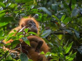 Sumatran Orang Utan (Copyright-Hinweis: Huw Cordey / Netflix/Silverback)