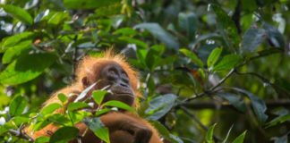 Sumatran Orang Utan (Copyright-Hinweis: Huw Cordey / Netflix/Silverback)