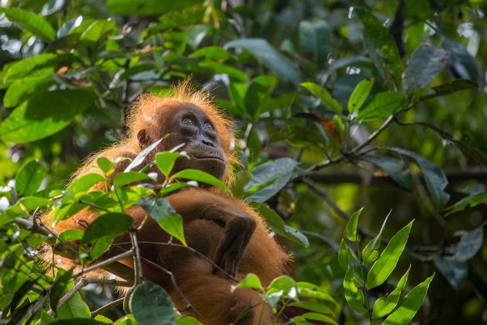 Sumatran Orang Utan (Copyright-Hinweis: Huw Cordey / Netflix/Silverback)