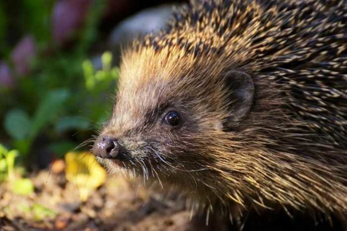Symbolbild, Tiere, Igel, draussen © Alexa on Pixabay