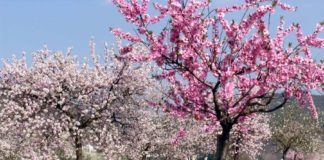 Mandelblüte in Neustadt an der Weinstraße (Foto: Rolf Schädler)