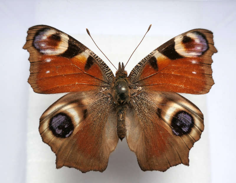 Tagpfauenauge (Foto: Pfalzmuseum für Naturkunde)