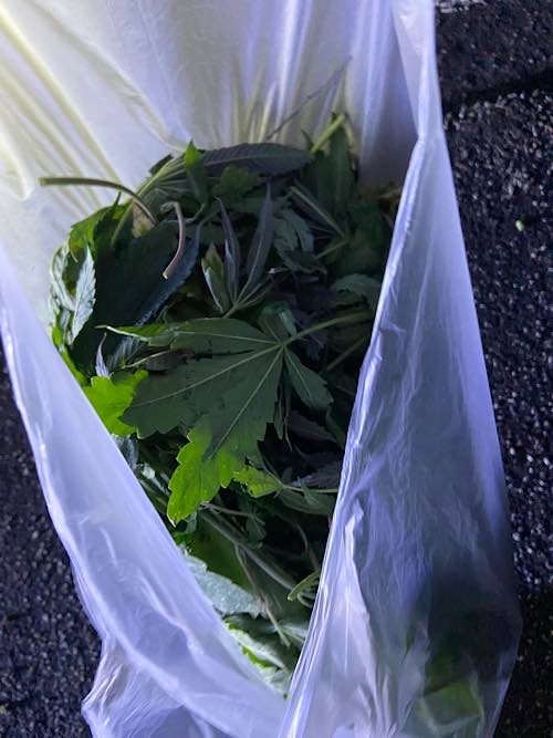 Marihuana (Foto: Polizei RLP)