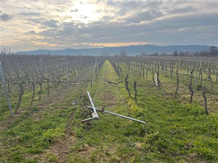 Weinberg (Foto: Polizei RLP)