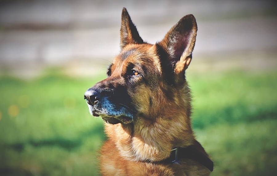 Symbolbild Schäferhund (Foto: Pixabay/Ralph)