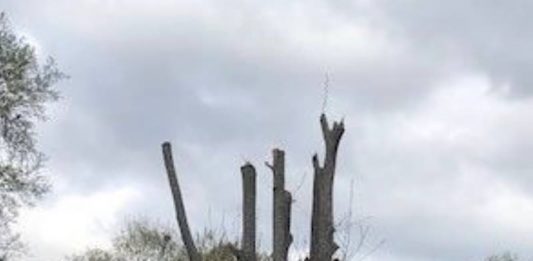 Geschädigter Baum (Foto: Polizei RLP)