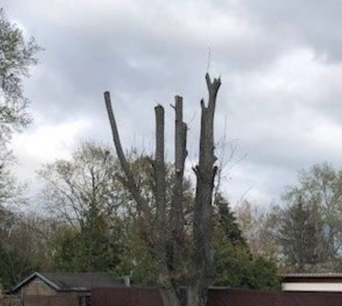 Geschädigter Baum (Foto: Polizei RLP)