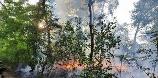 Einsatzstelle Fohlenweide Waldbrand (Foto: Feuerwehr Haßloch)