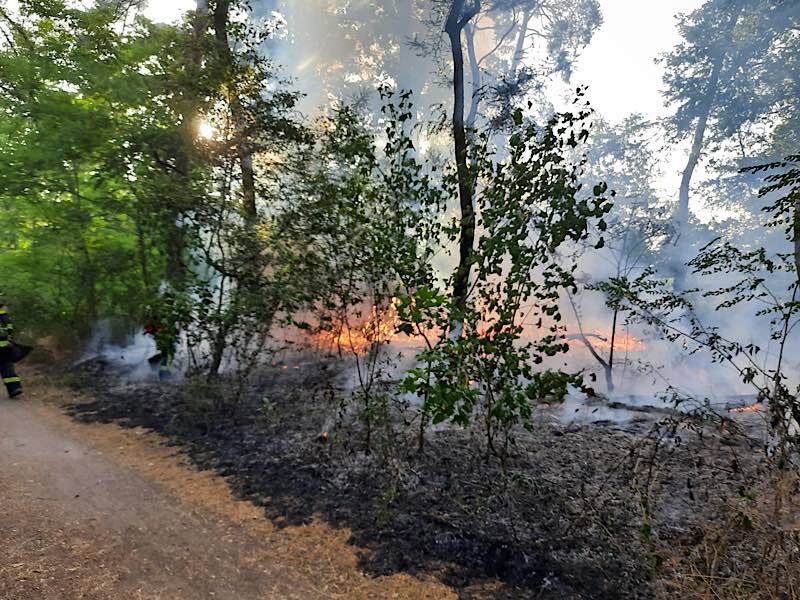 Einsatzstelle Fohlenweide Waldbrand (Foto: Feuerwehr Haßloch)