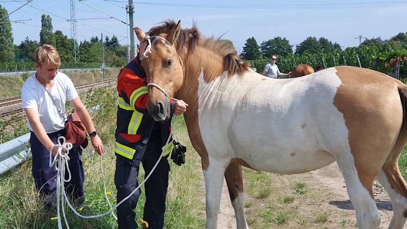 Eines der ausgebüxten Pferde (Foto: Feuerwehr Neustadt)