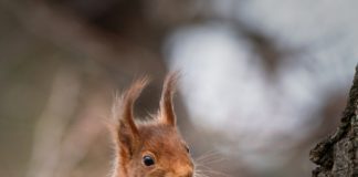 Eichhörnchen©Tobias Werner