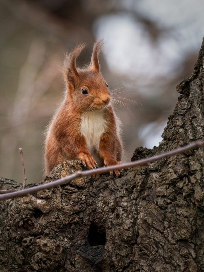 Eichhörnchen©Tobias Werner