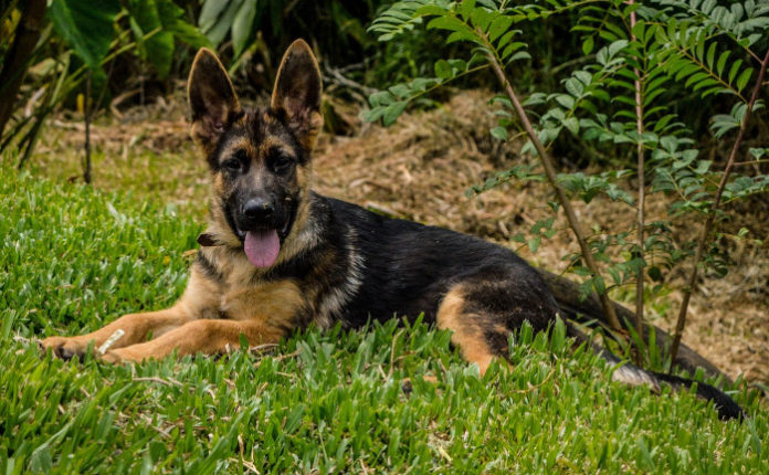 Symbolbild, junger Schäferhund © raissasportela on Pixabay