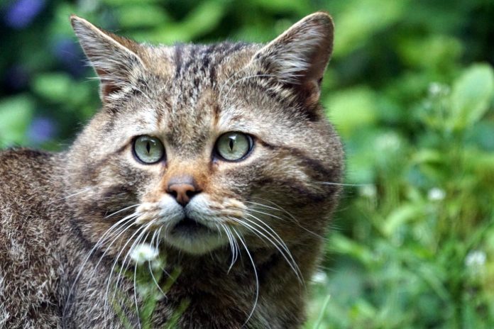 Symbolbild, Katze, Wildkatze © Marcel Langthim on Pixabay