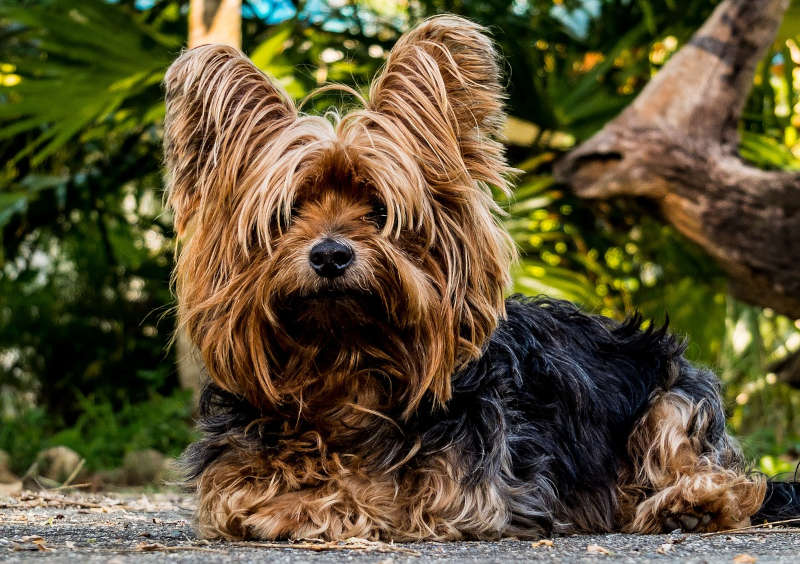 Symbolbild Yorkshire-Terrier (Foto: Pixabay/Josch13)