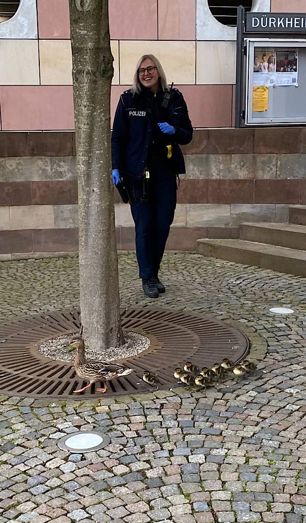 Entenfamilie auf Abwegen (Foto: Polizei RLP)