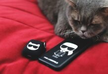 Katze mit Karl Lagerfeld Merch