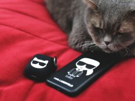 Katze mit Karl Lagerfeld Merch